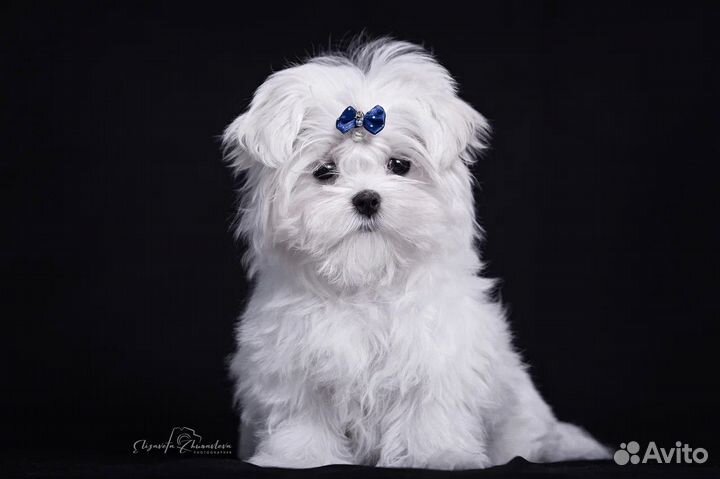 Мальтезе mini baby-face