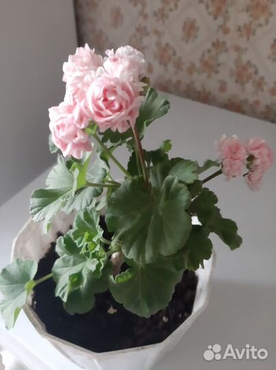 Пеларгония герань