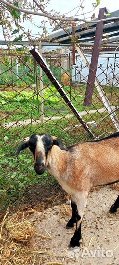 Зааненские козы дойные, нубийка