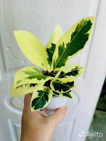 Фикус альбомаргината