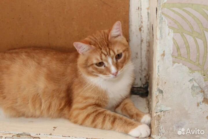 Кошки в добрые руки