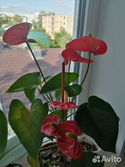 Отростки антуриума