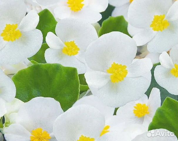 Семена пищевых цветов Бегония Вечноцвет Белая
