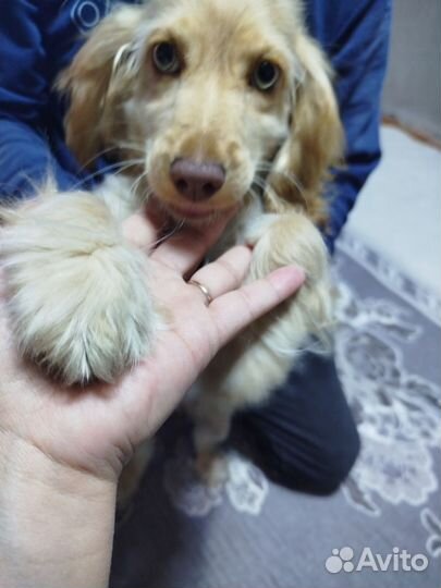 Продам кокер спаниель