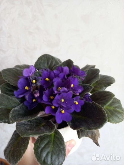 Фиалка в горшках