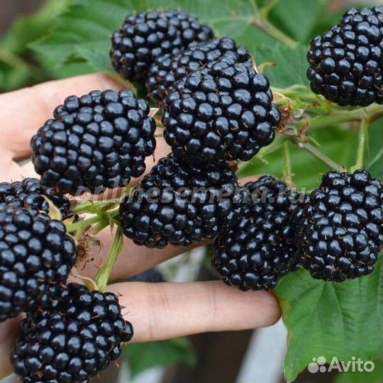 Саженцы домашней ежевики