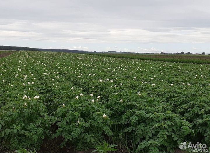 Продам картофель оптом