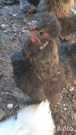 Петух китайский шелковый