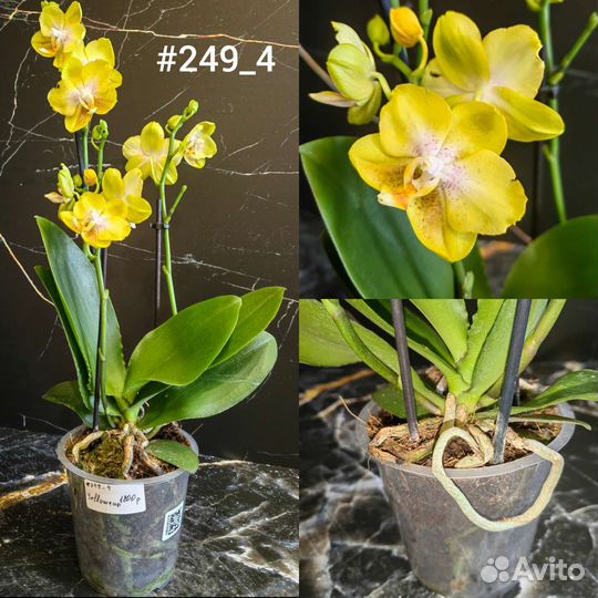 Орхидея Yellowcup