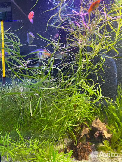 Аквариумные растения