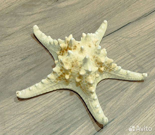 Морская звезда