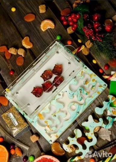 Муравьиная ферма с муравьями