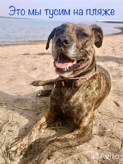 Компаньоны по прогулкам с собаками