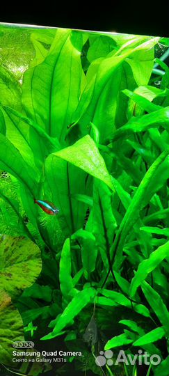 Аквариумные растения и коряги