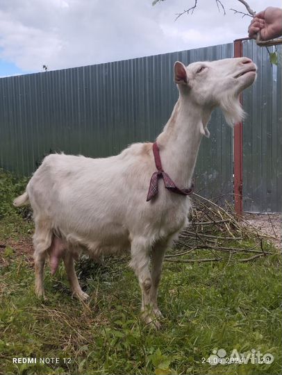 Зааненская дойная коза