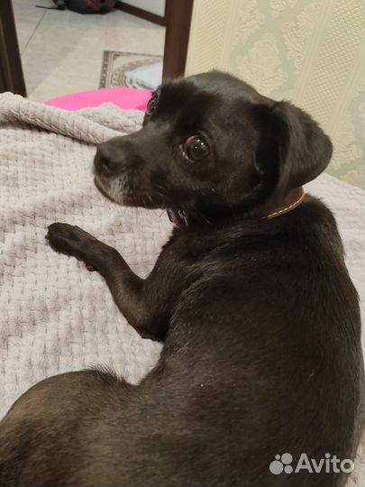 Собака в добрые руки