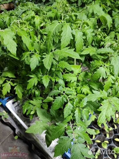 Рассада помидор и перцев