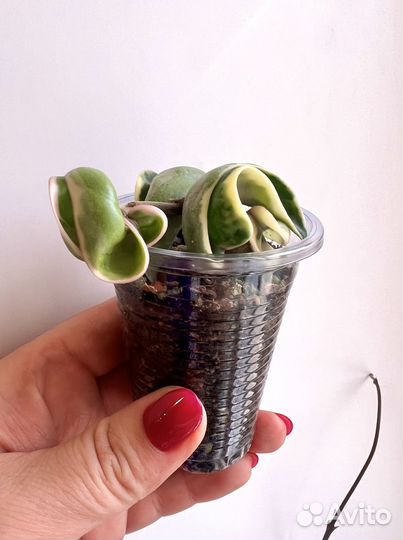 Хойи разные