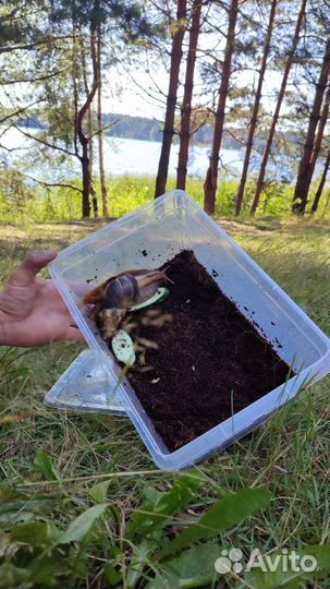 Улитки ахатины бесплатно