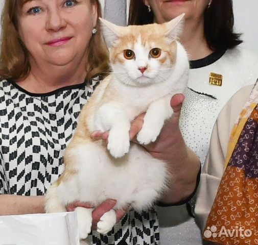 Молоденький домашний котик в добрые руки