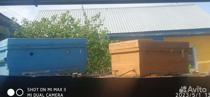 Пчелосемьи