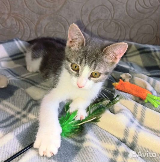 Котенок девочка