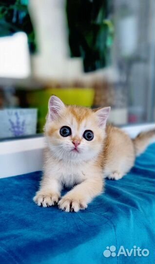 Золотая шиншилла девочка выставочная в брид