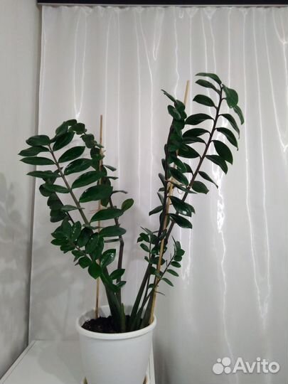 Замиокулькас 110 см