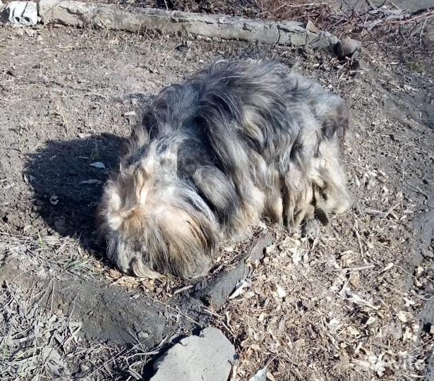 Собака лохматая