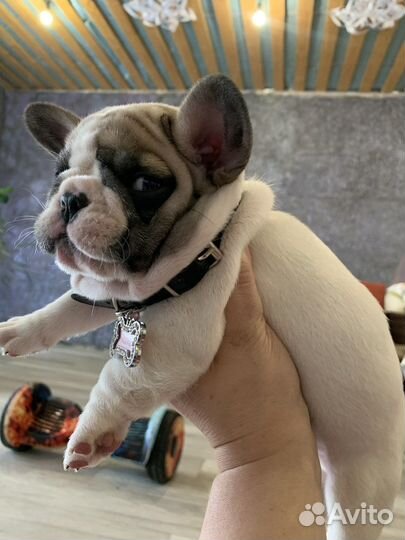Французский бульдог