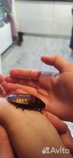 Мадагаскарские тараканы