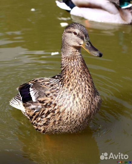 Подсадные дикие утки