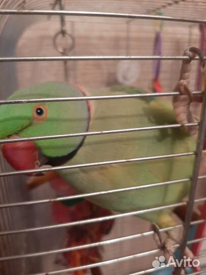 Ожереловый попугайчик