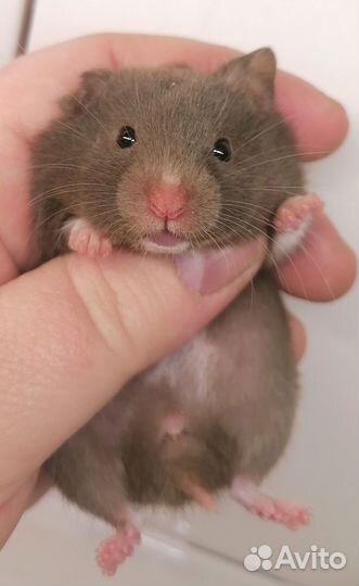 Хомяк сирийский шоколадного окраса. Не кусаются