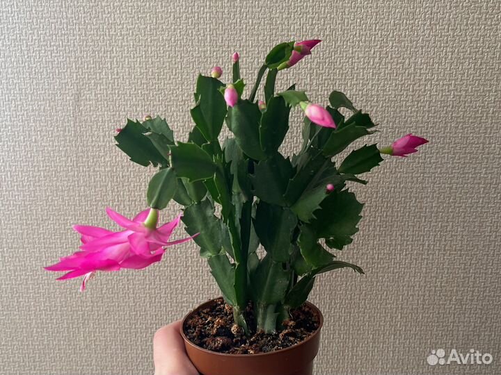 Шлюмбергера декабрист