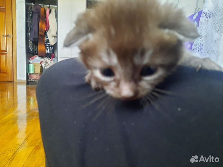 Вислоухие котята