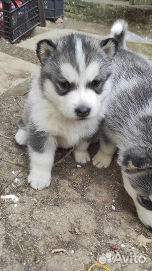 Щенки Лайки