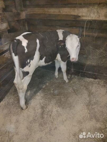 Корова телка