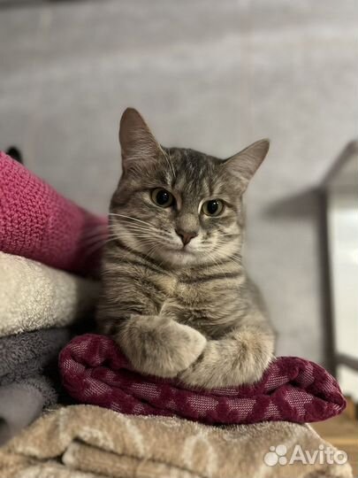 Серый котенок девочка 6 месяцев