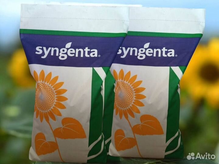 Семена подсолнечника Сузука Сингента /экспресс