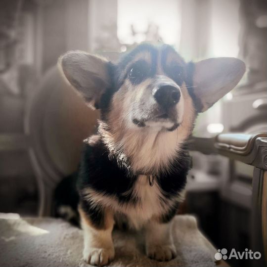 Девочка вельш корги пемброк