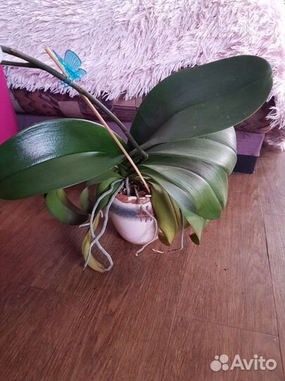 Орхидея фаленопсис, дендробиум нобиле