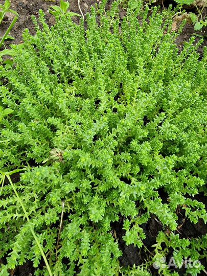 Почвопокровные, сирень