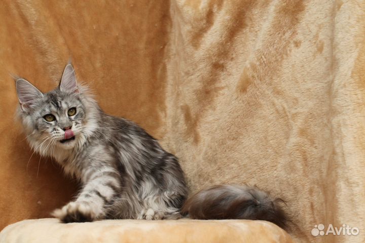 Мейн куны - серебряная роскошь