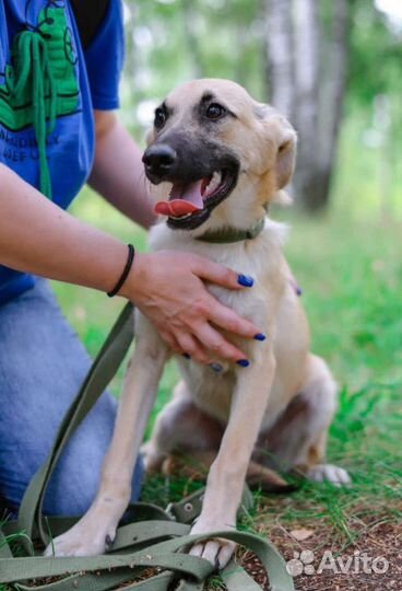 Щенок грустит