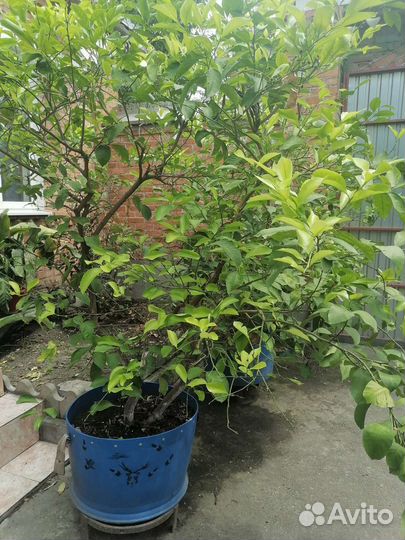 Лимонное дерево с плодами