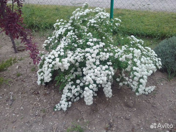 Растения для сада