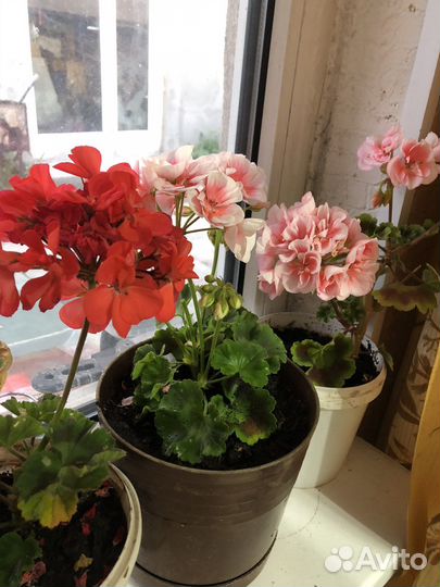 Пеларгония герань
