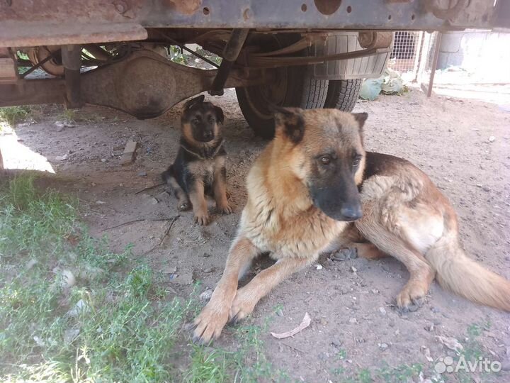 Щенки немецкой овчарки