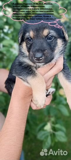 Щенки лайки